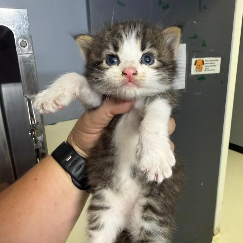 A baby small-sized male Black Domestic Long Hair cat named Dexter for adoption in Lake Jackson, TX