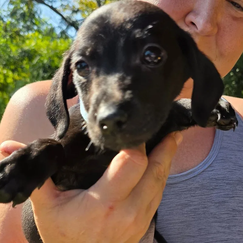 A baby small-sized male Black Golden Retriever dog named Snape for adoption in Rossville, GA