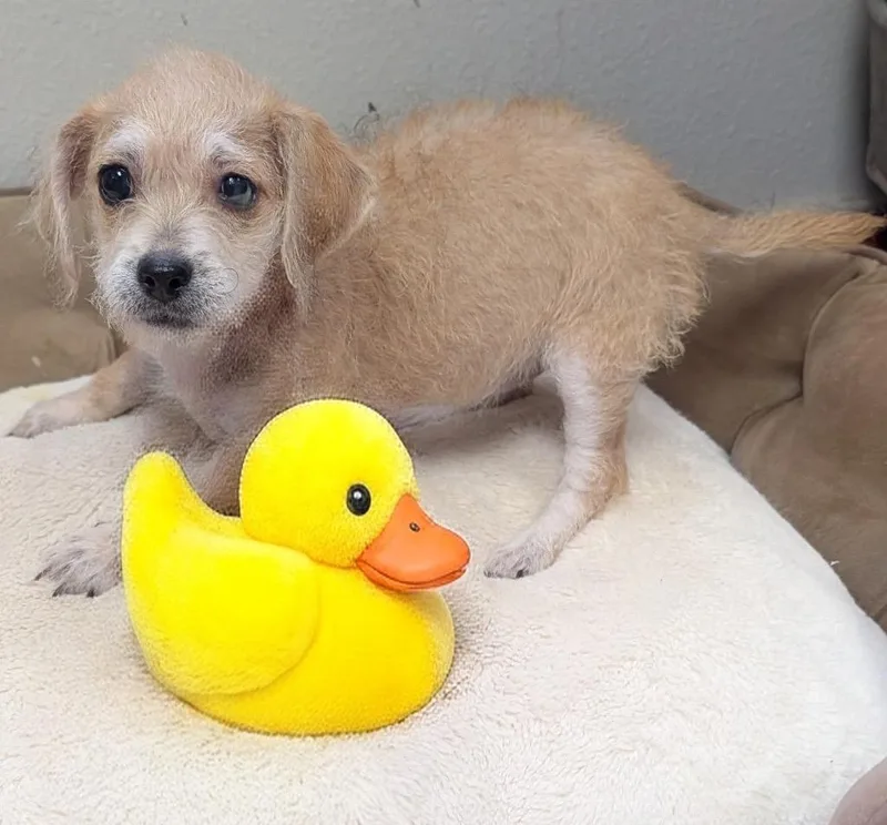 TaraLittle mo Old Puppy! thumbnail 2
