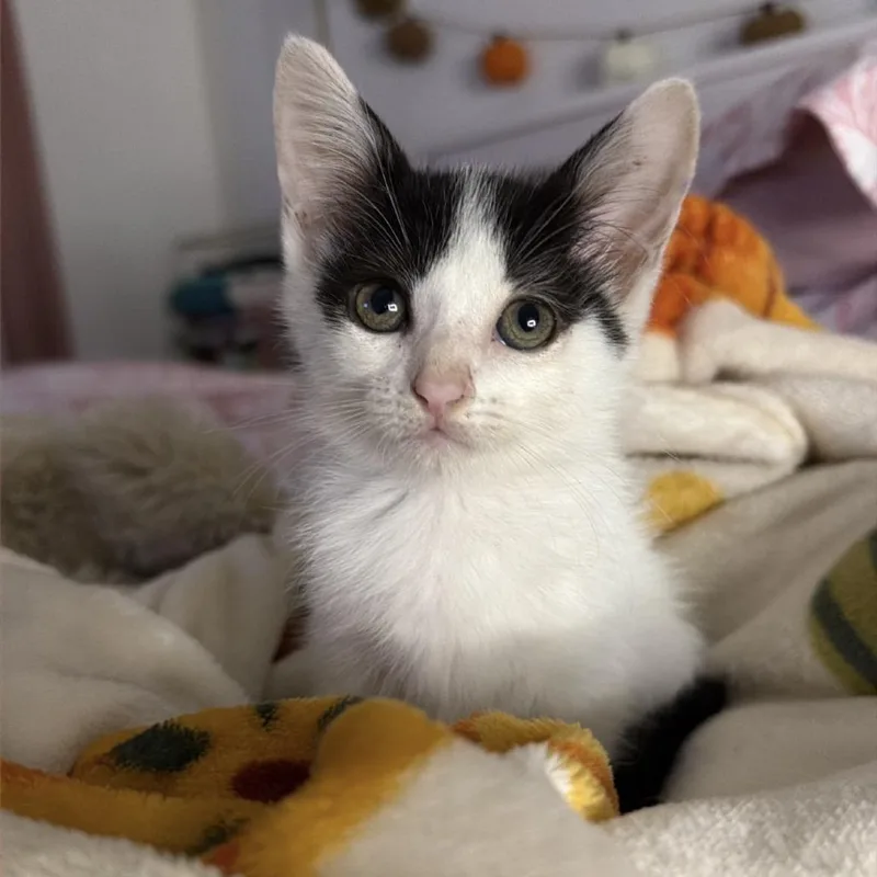 A baby small-sized male White Domestic Short Hair cat named Grim Reapurr for adoption in San Antonio, TX