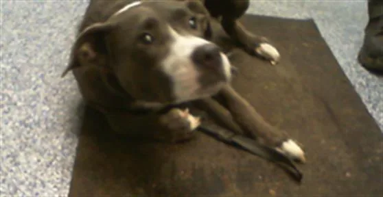 An adult medium-sized female Pit Bull Terrier dog named Butterfly for adoption in Charlotte, NC