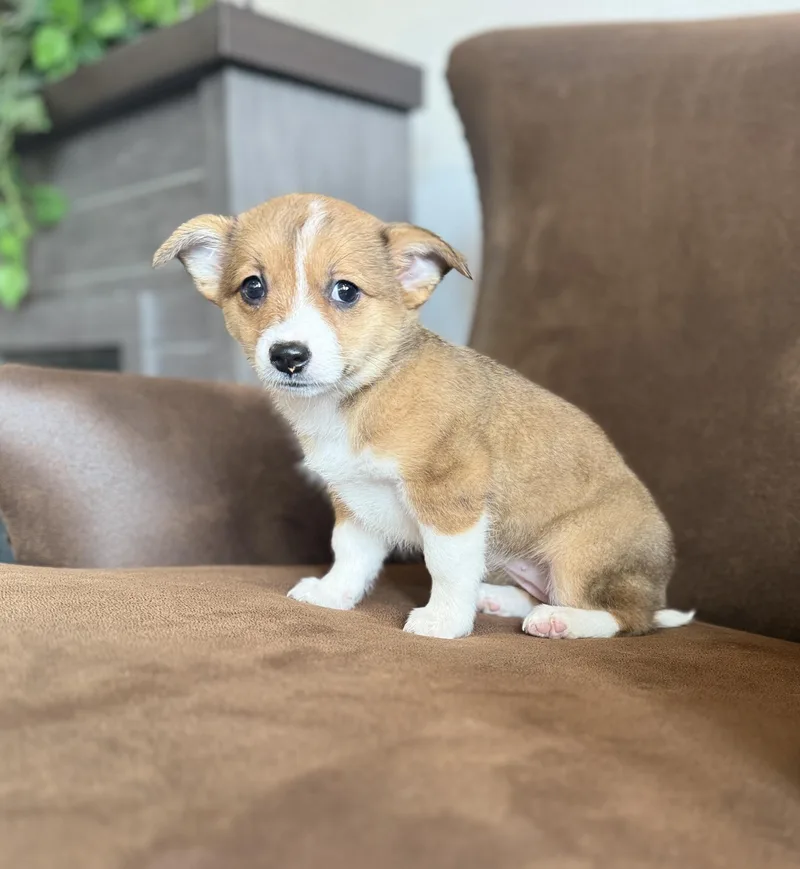 Tator Tot thumbnail 2