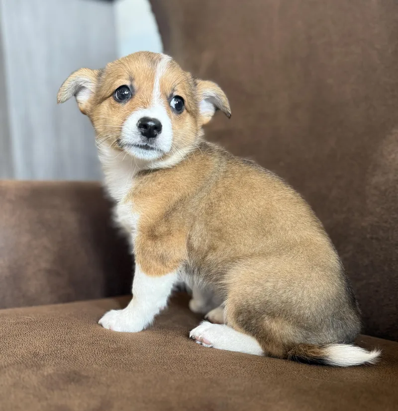 Tator Tot thumbnail 3