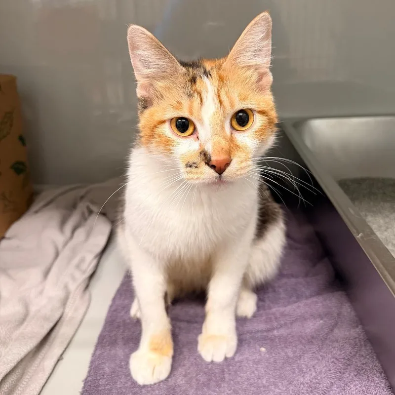 An adult medium-sized female Calico Domestic Short Hair cat named Sabrina for adoption in Saint Charles, MO