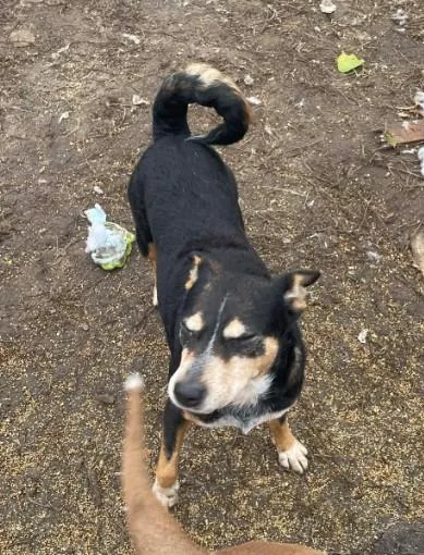 An adult medium-sized female Bicolor Australian Cattle Dog / Blue Heeler dog named Rosie for adoption in Sheboygan, WI