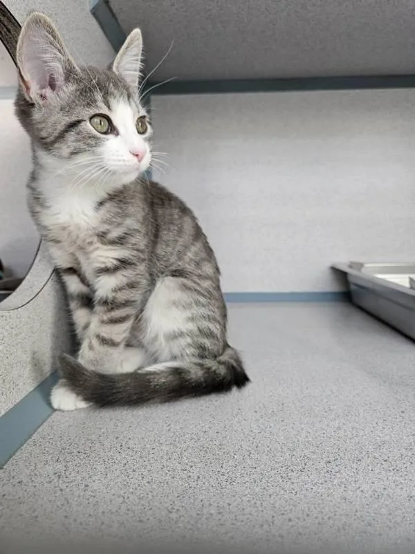 A baby small-sized female Domestic Short Hair cat named Barcelona for adoption in Skillman, NJ