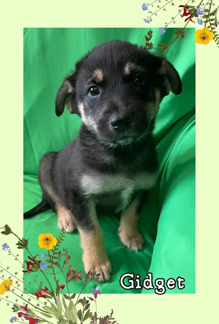 A baby medium-sized female Black German Shepherd Dog dog named Gidget for adoption in Watertown, CT