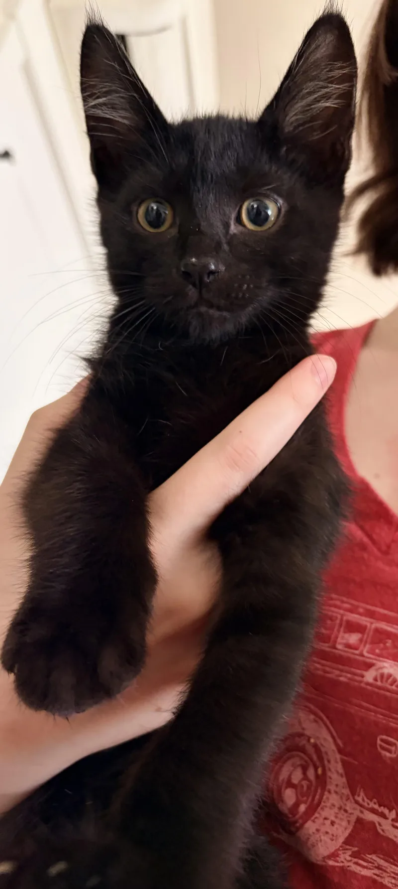 A baby small-sized female Gray / Blue / Silver Domestic Short Hair cat named Bonded Pair Fig & for adoption in Des Moines , WA