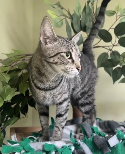 An adult medium-sized female Domestic Short Hair cat named Pixie for adoption in Hastings, NE
