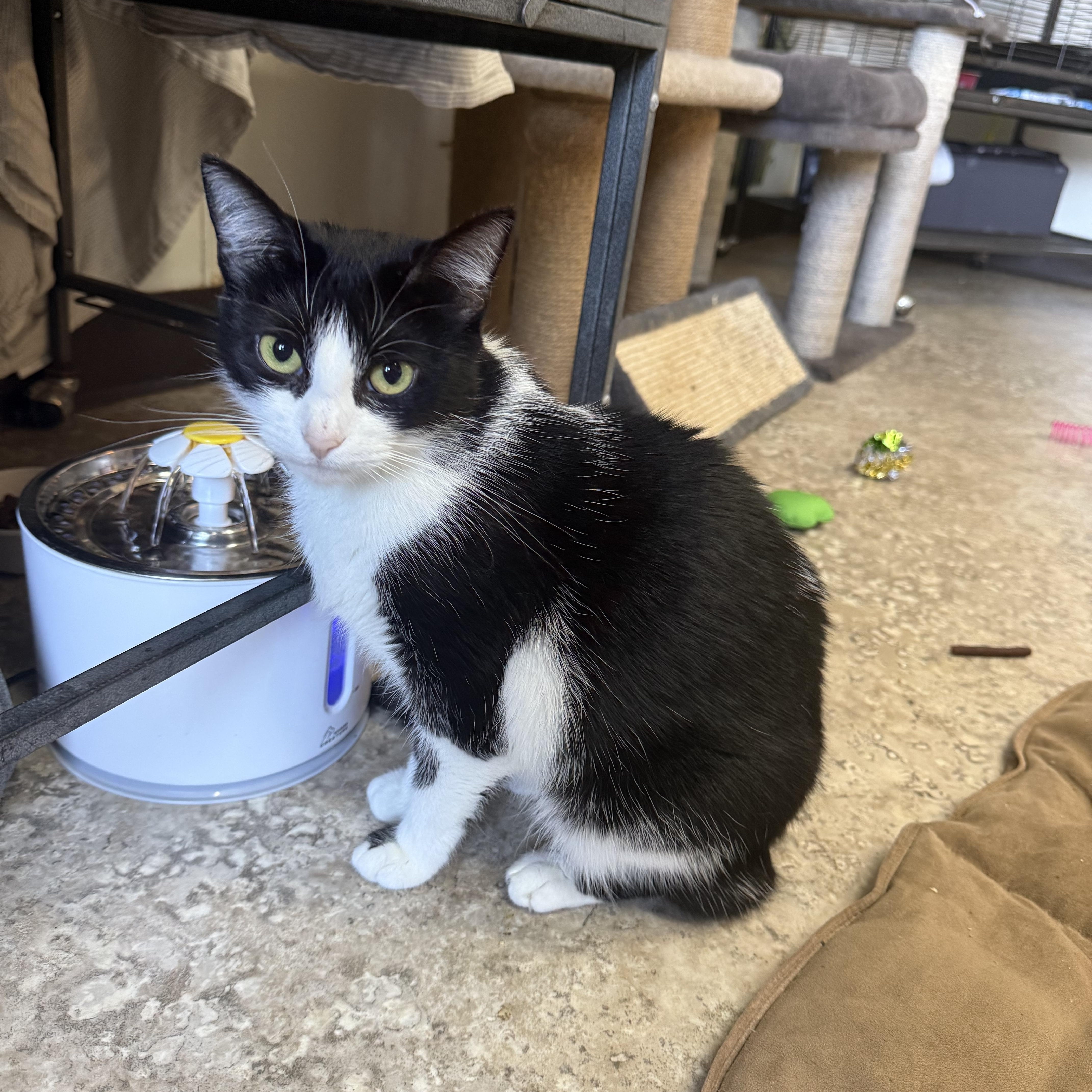 An adult medium-sized female Domestic Short Hair cat named Raven for adoption in Hendersonville, TN