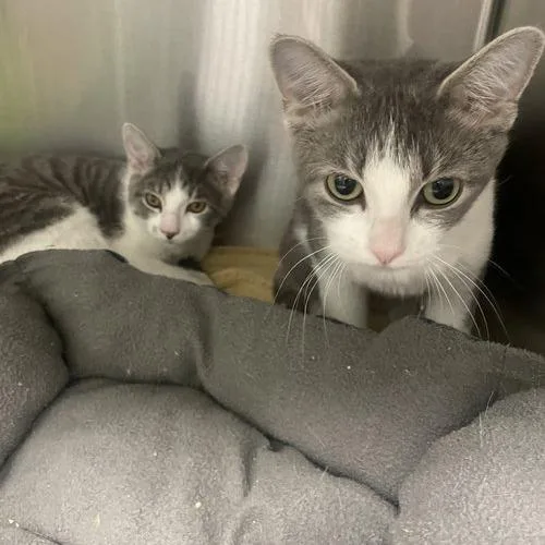 A baby small-sized male Gray / Blue / Silver Domestic Short Hair cat named Rudy for adoption in Georgetown, KY