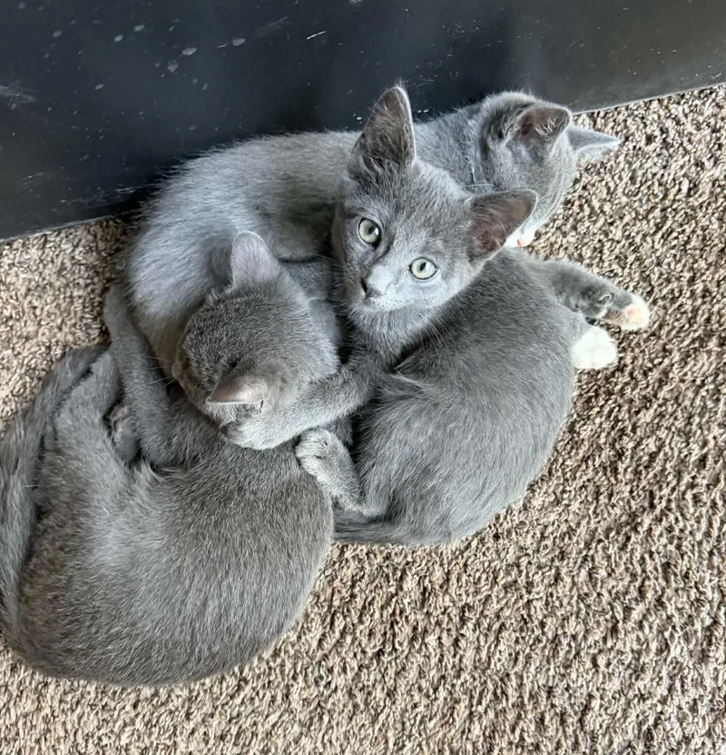 A baby medium-sized male Gray / Blue / Silver Domestic Short Hair cat named Slinky for adoption in Overland Park, KS