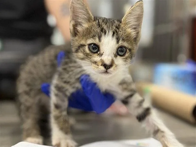 A baby small-sized female Brown / Chocolate Domestic Short Hair cat named Abc Mouse for adoption in Tavares, FL