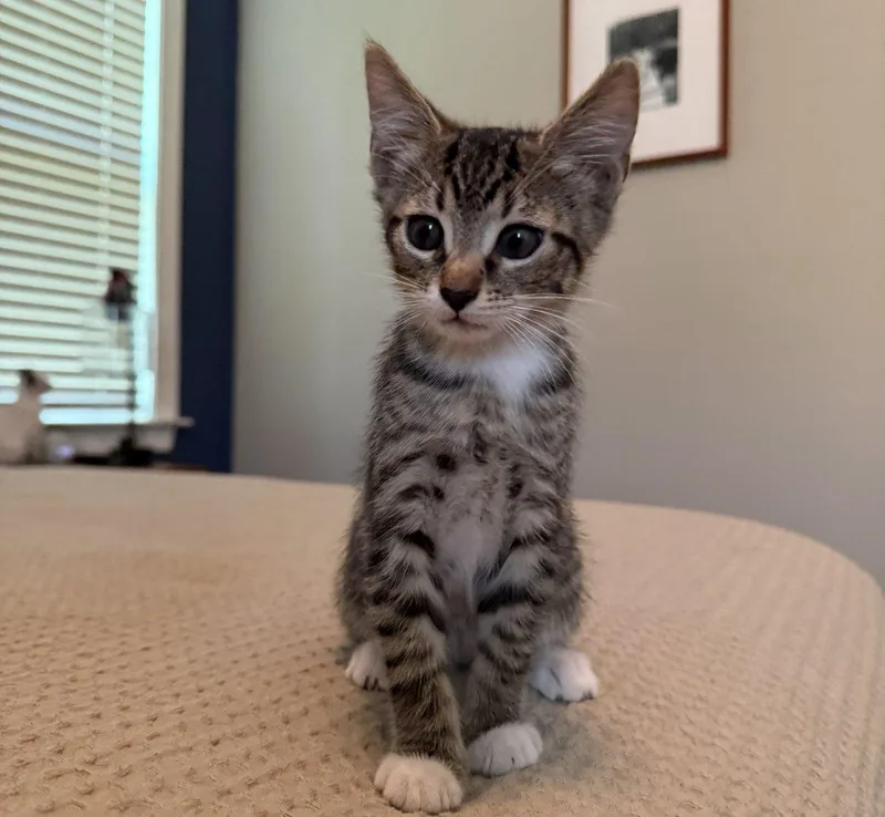 A baby small-sized male Tabby (Brown / Chocolate) Domestic Short Hair cat named Sidon for adoption in Raleigh, NC
