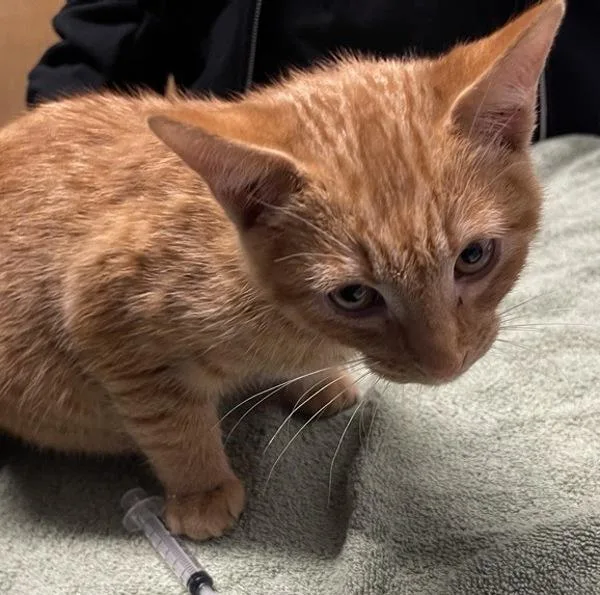 A baby small-sized male Domestic Short Hair cat named T'challa for adoption in Escondido, CA