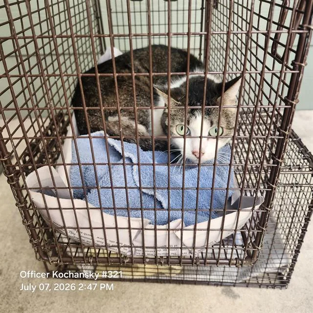 An adult medium-sized female Domestic Short Hair cat named Maggie for adoption in San Antonio, TX