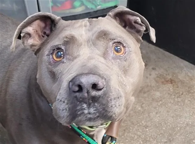An adult large-sized male Pit Bull Terrier dog named Clayton for adoption in Tucson, AZ