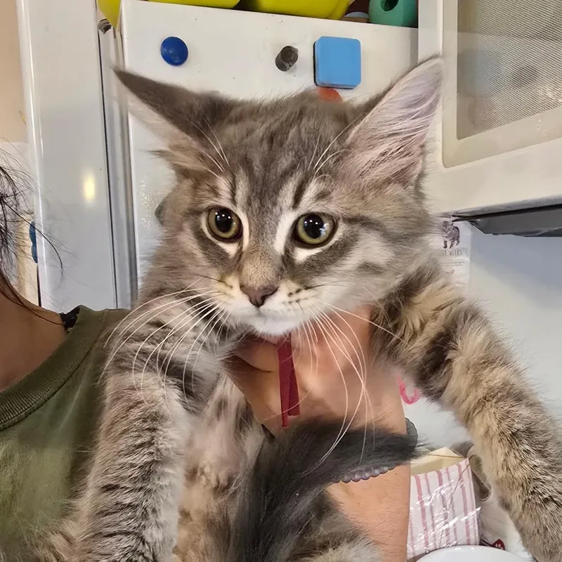 A baby small-sized female Gray / Blue / Silver Domestic Medium Hair cat named Dorothy for adoption in Hanna City, IL