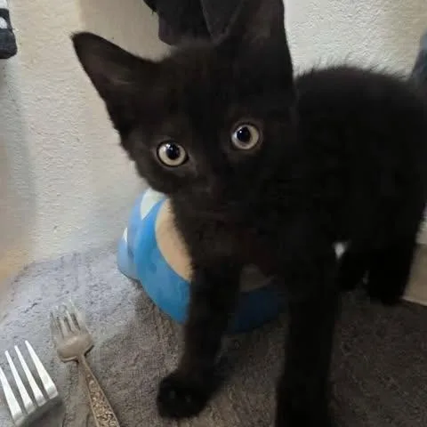 A baby medium-sized female Black Domestic Short Hair cat named Natalia for adoption in Mira Loma, CA