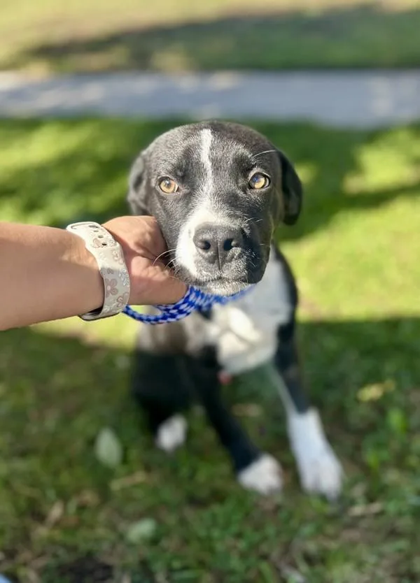 A baby medium-sized male Pit Bull Terrier dog named Ross for adoption in Victorville, CA