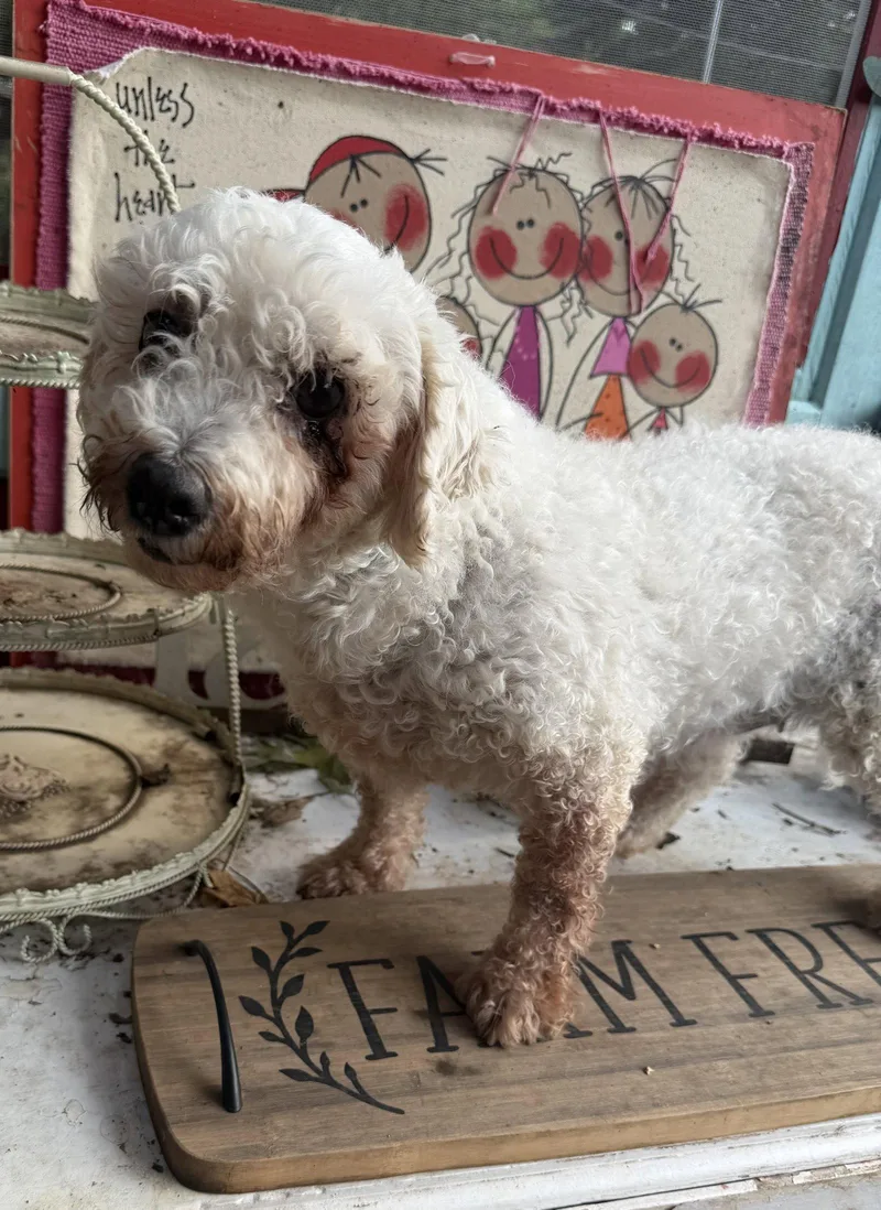 A senior medium-sized female Bichon Frise dog named Cynthia for adoption in Sioux Falls, SD