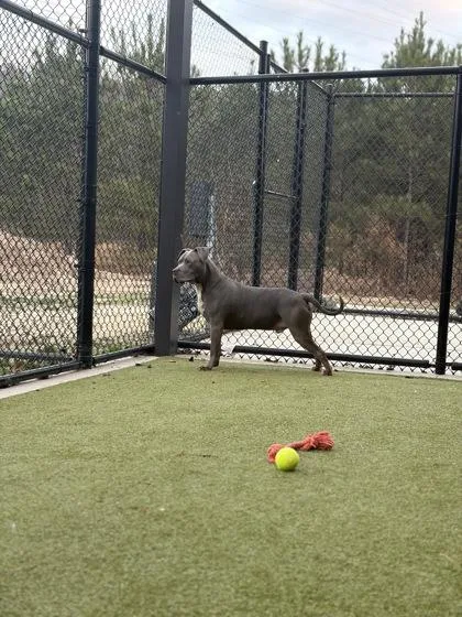 A senior medium-sized male Pit Bull Terrier dog named Rocco for adoption in Atlanta, GA