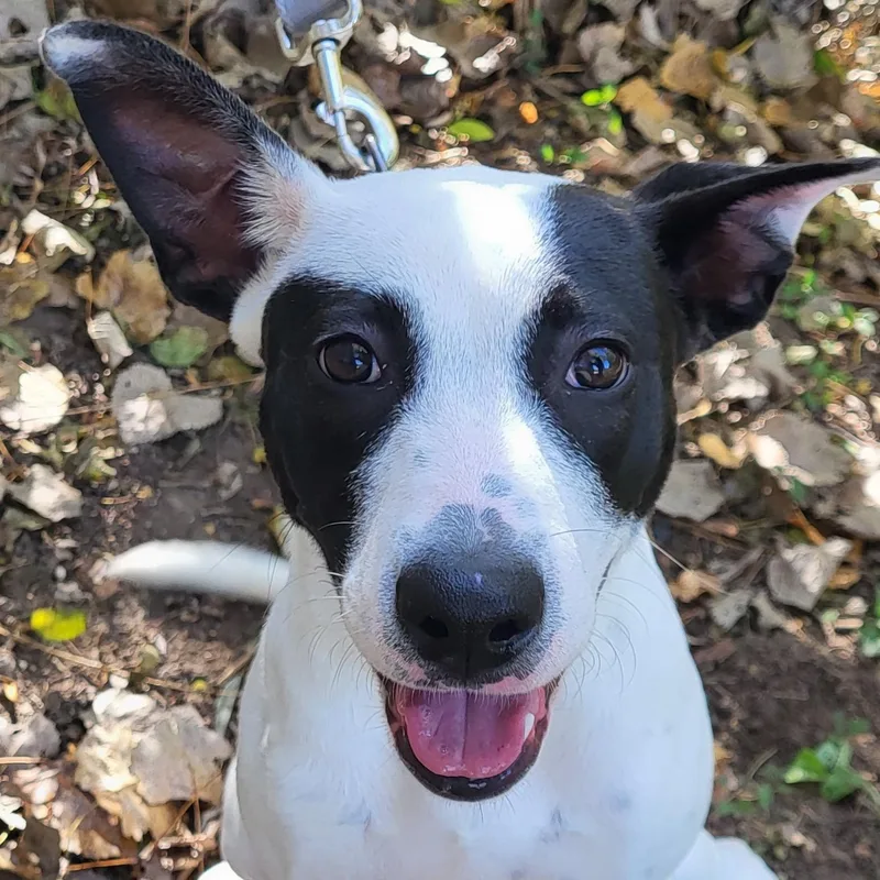 A young medium-sized female Terrier dog named Dr. Phil for adoption in Grayslake, IL