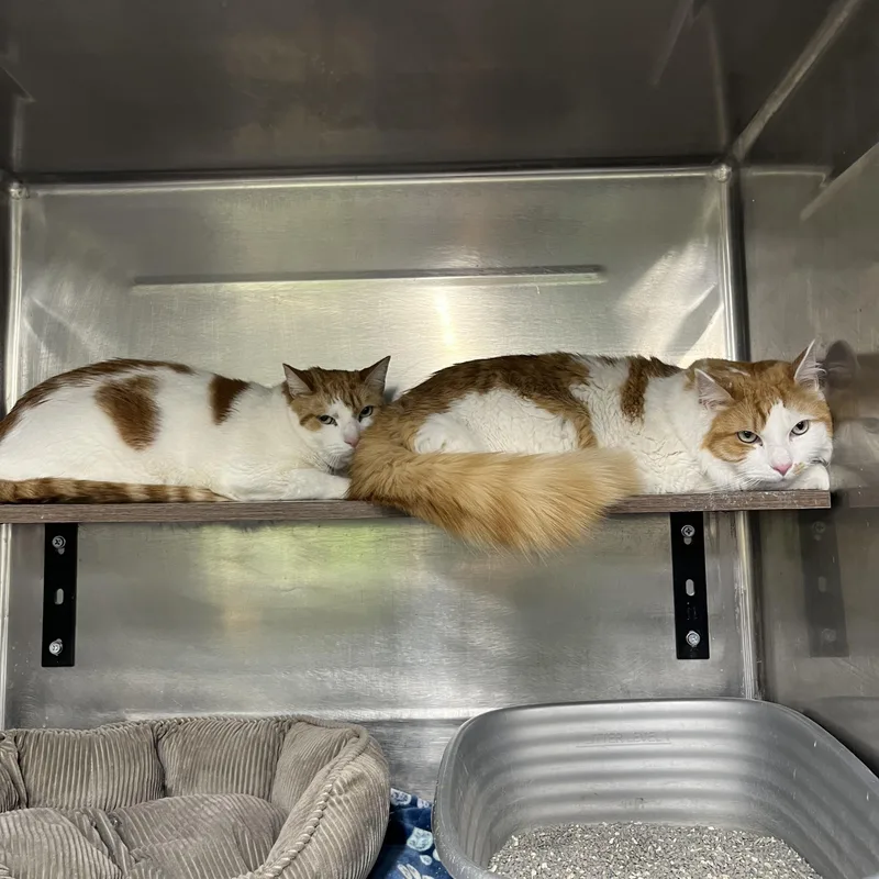 An adult large-sized male Buff & White Tabby cat named Charlie & Teddy for adoption in Pompton Plains, NJ
