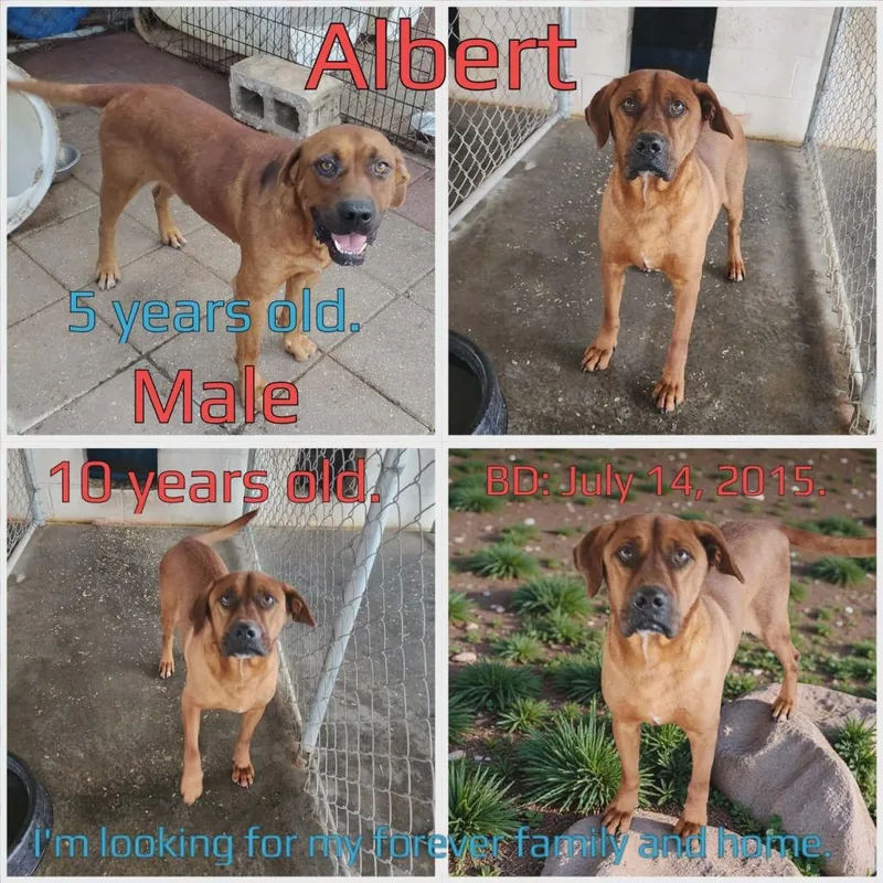 Albert thumbnail 2