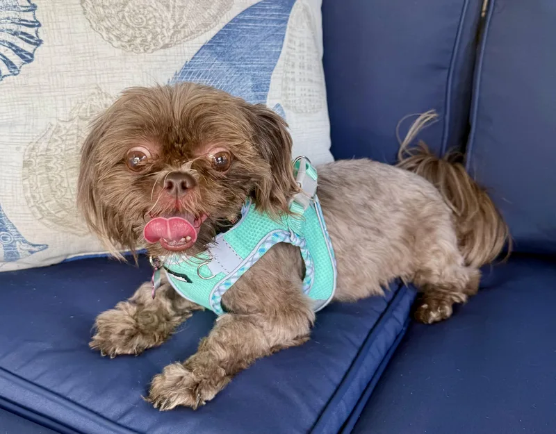 An adult small-sized female Shih Tzu dog named Chewy for adoption in Cape Coral, FL