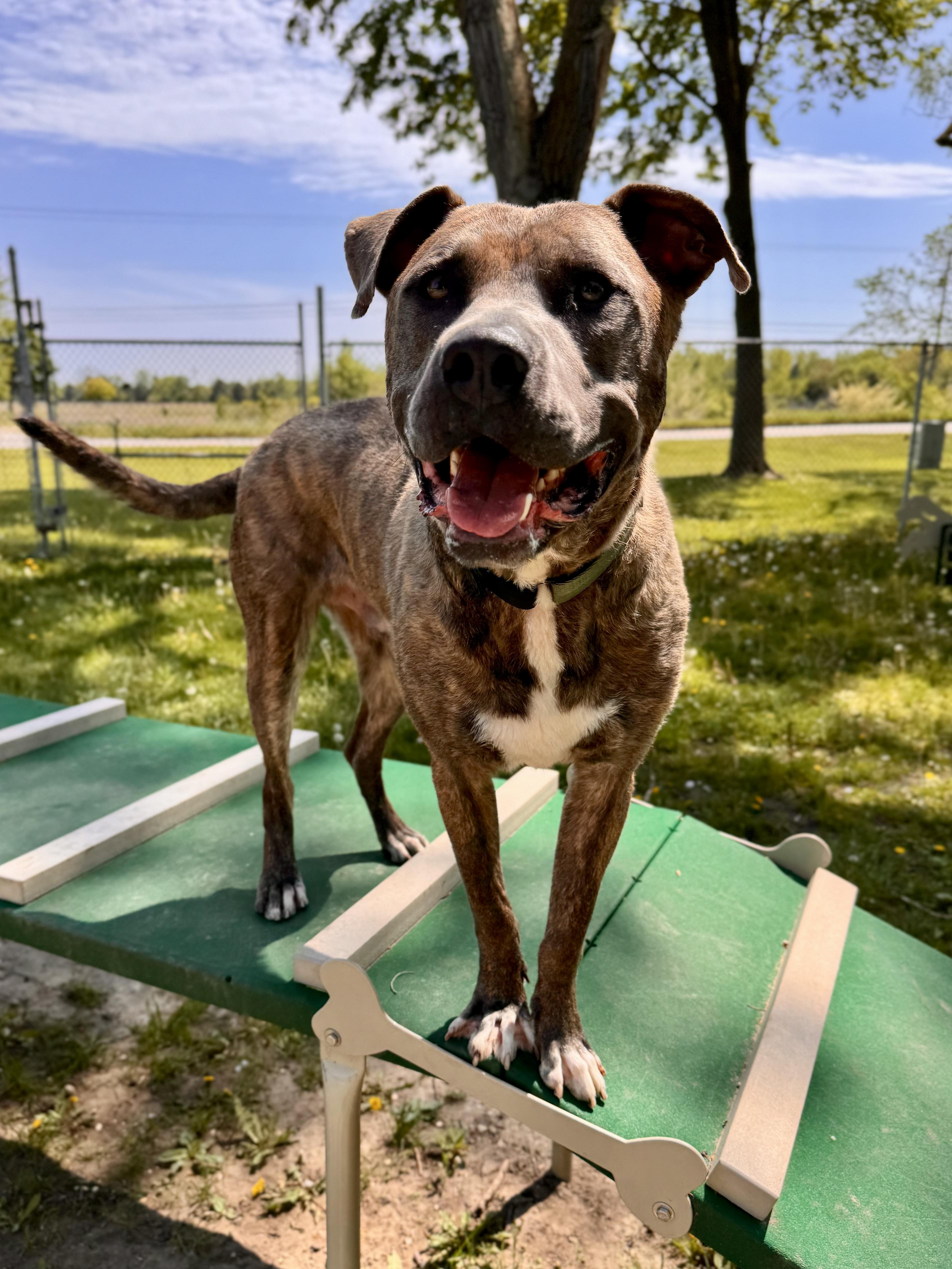 A young extra large-sized male Mastiff dog named Chex for adoption in Midland, MI