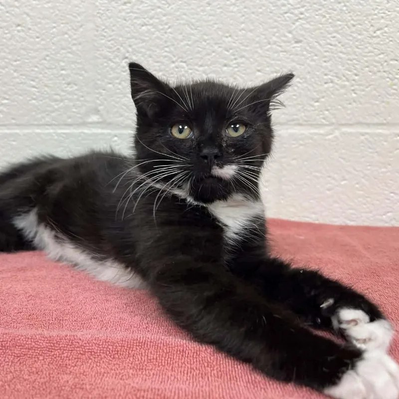 Zuzu Petals thumbnail 2