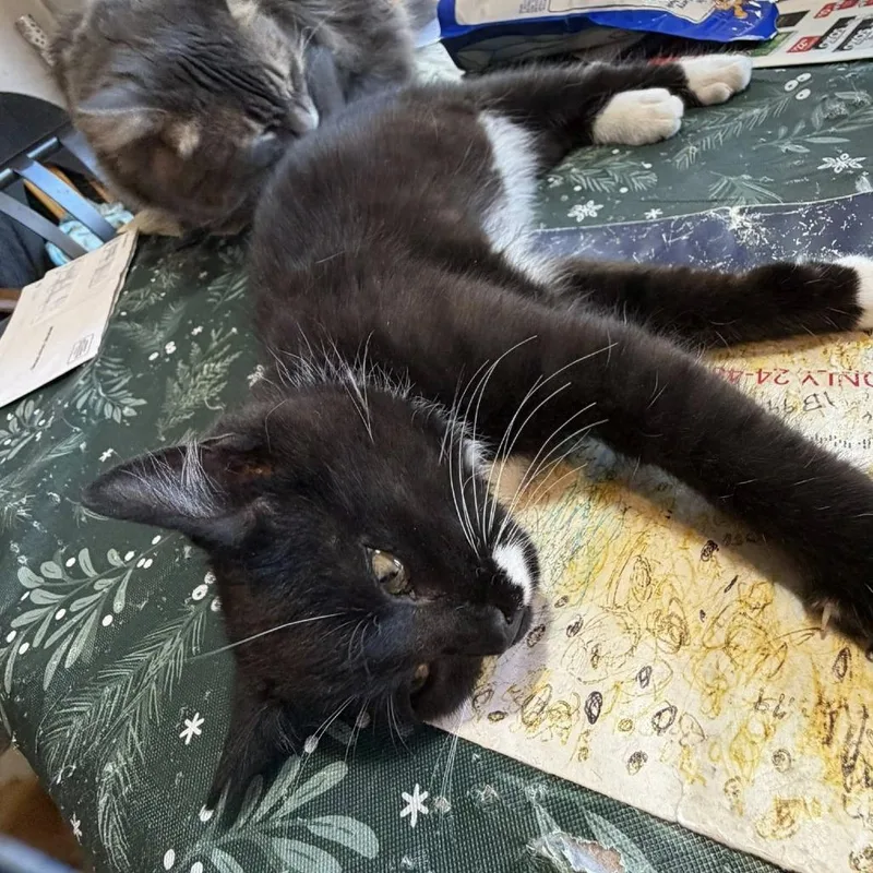 Zuzu Petals thumbnail 3