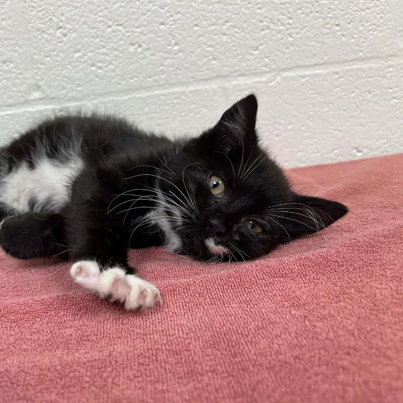 Zuzu Petals thumbnail 4