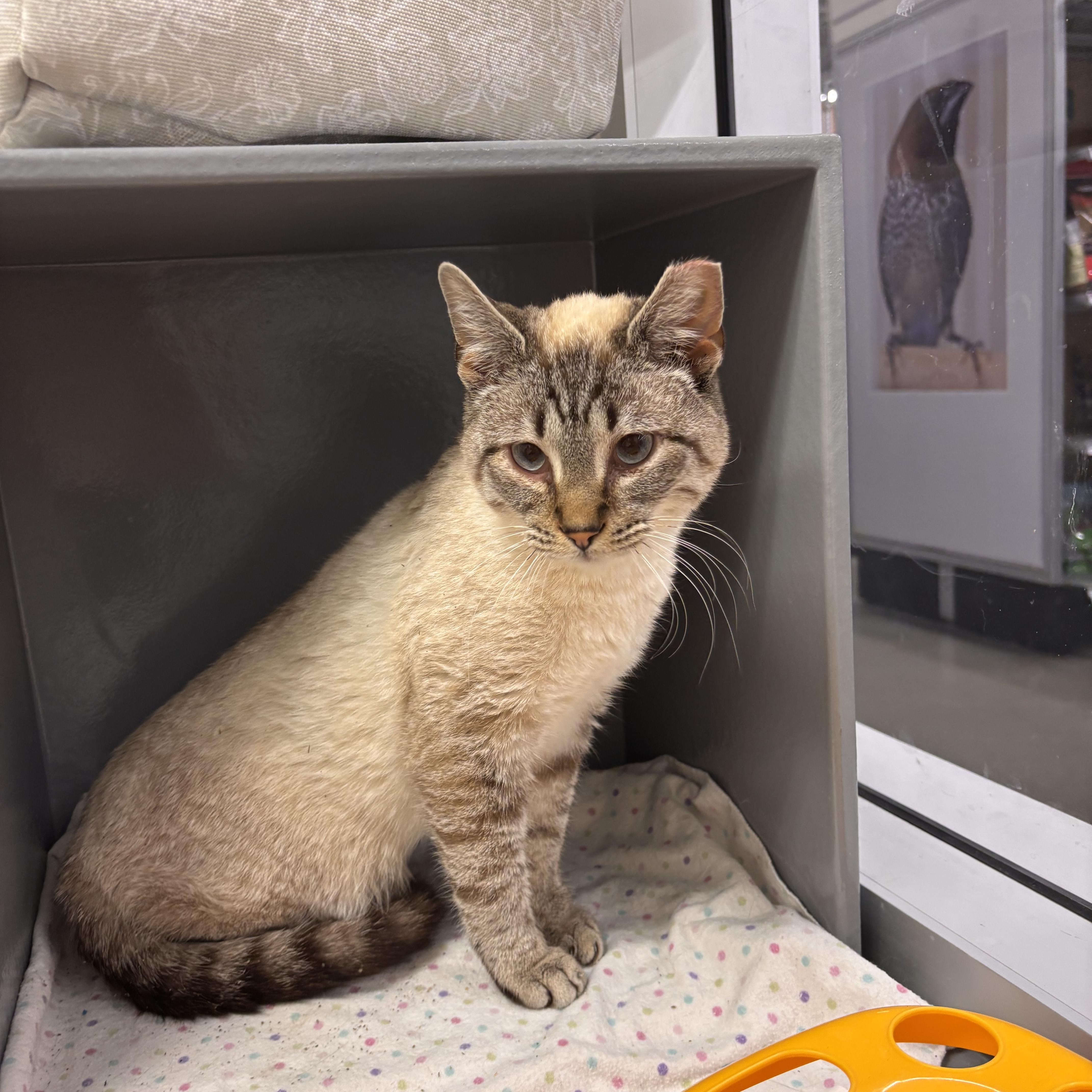 A young medium-sized male Chocolate Point Siamese cat named Bartholomeow Nine for adoption in Woodlawn, TN