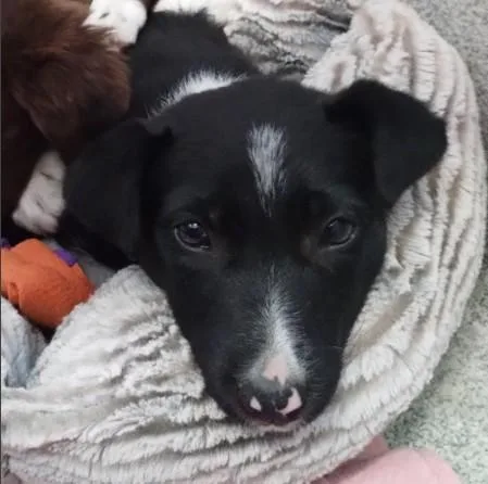 A baby medium-sized female Border Collie dog named Oreo for adoption in Alameda, CA
