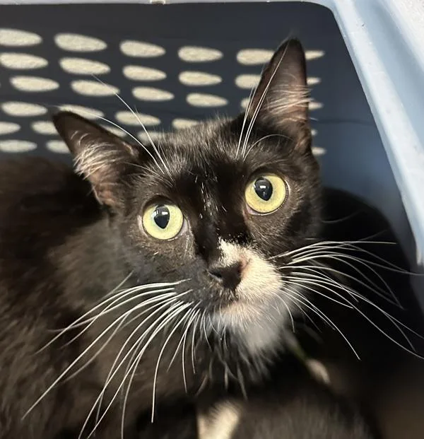 An adult small-sized female Domestic Short Hair cat named Captain Jenny for adoption in San Diego, CA