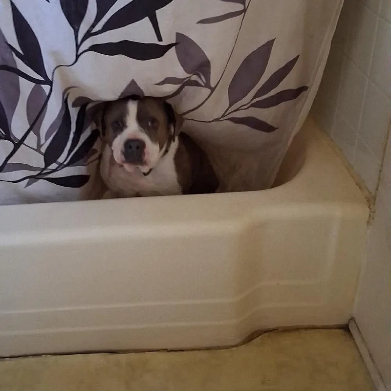 An adult medium-sized male American Staffordshire Terrier dog named Kimbo for adoption in Blacksburg, VA