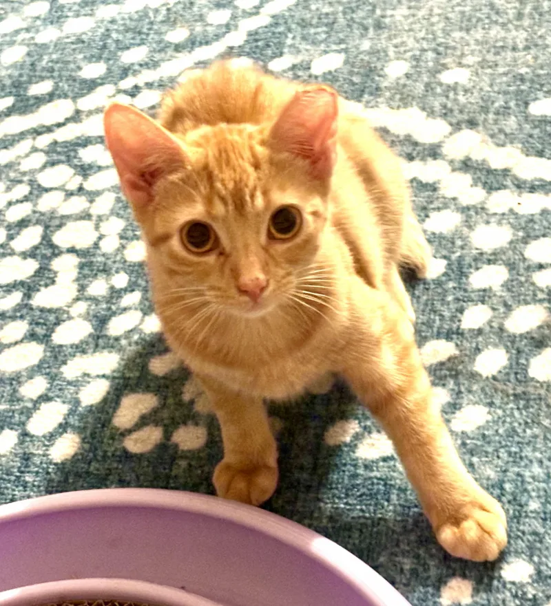 A young medium-sized female Tabby (Orange / Red) Domestic Short Hair cat named Ronnie& Her Brothers for adoption in CHICAGO, IL