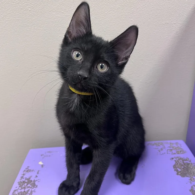 A baby small-sized male Black American Shorthair cat named TBFStray.  Lieutenant. Louie for adoption in Arlington Heights, IL