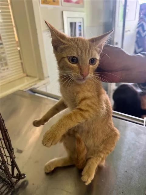 A baby medium-sized male Domestic Short Hair cat named 1 for adoption in Los Angeles, CA