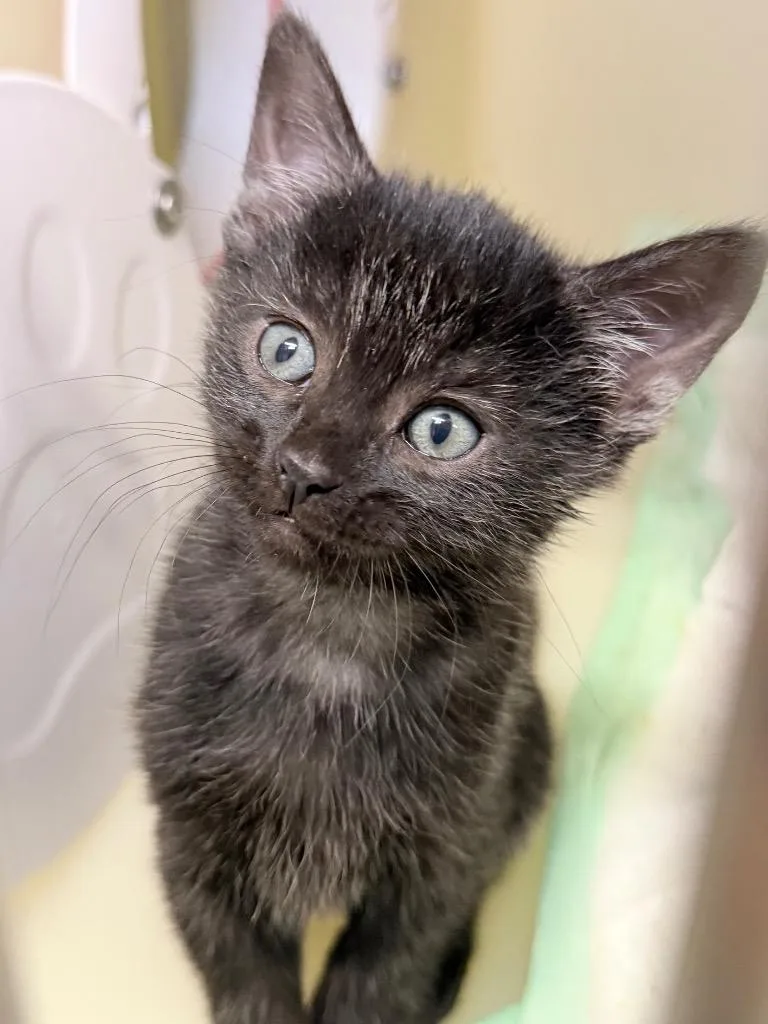 A baby medium-sized male Domestic Short Hair cat named Tomato for adoption in Menomonie, WI