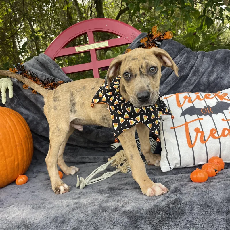 A baby medium-sized male Catahoula Leopard Dog dog named Jaguar for adoption in Sebring, FL