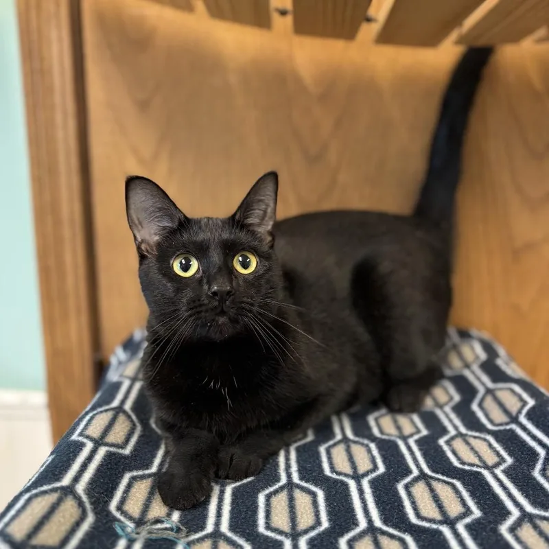 An adult medium-sized female Black Domestic Short Hair cat named Delphine for adoption in Fargo, ND