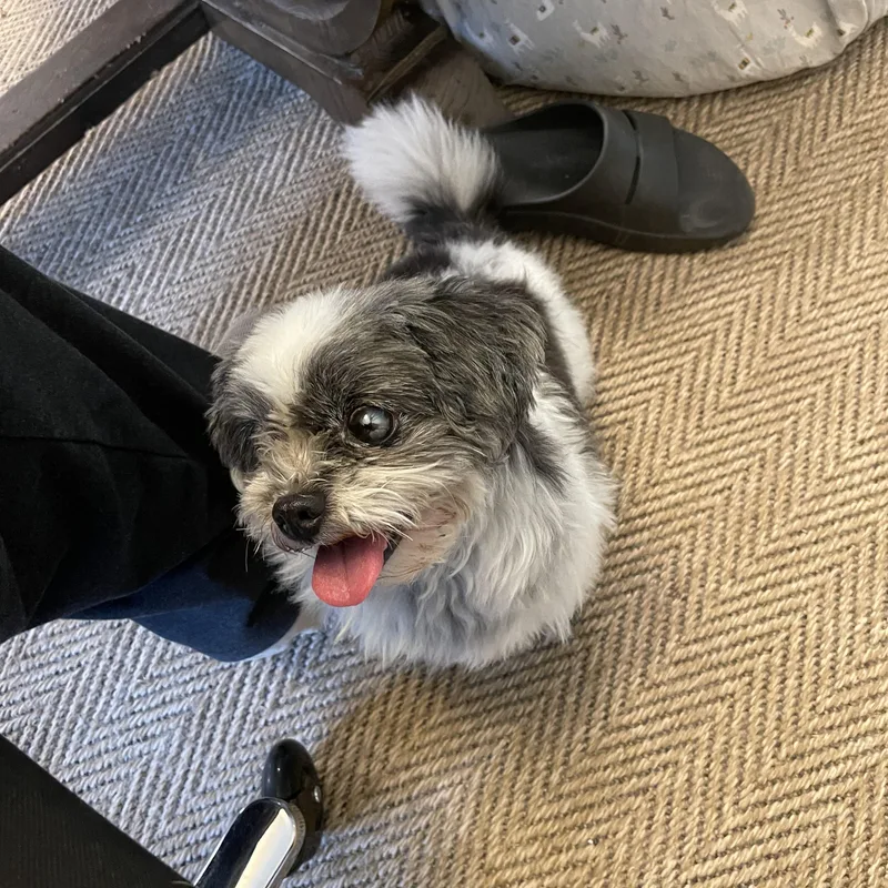 A senior small-sized female White / Cream Shih Tzu dog named Panda for adoption in Choctaw, OK