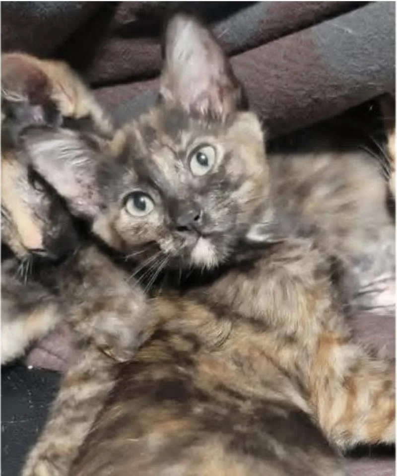 A baby medium-sized female Dilute Tortoiseshell Domestic Short Hair cat named Ribbit for adoption in Eugene, OR