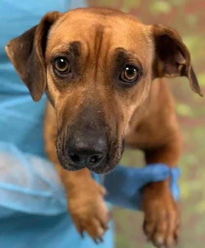 An adult medium-sized female Terrier dog named Lizzy for adoption in San Antonio, TX