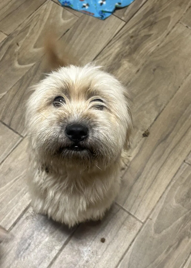 An adult small-sized female Lhasa Apso dog named Sayde for adoption in Pipe Creek, TX