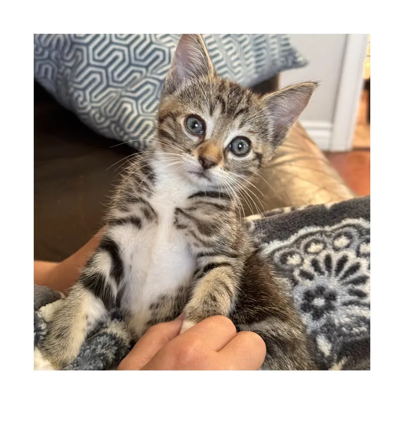 A baby small-sized male Brown / Chocolate Domestic Short Hair cat named Dumpling for adoption in San Pedro, CA