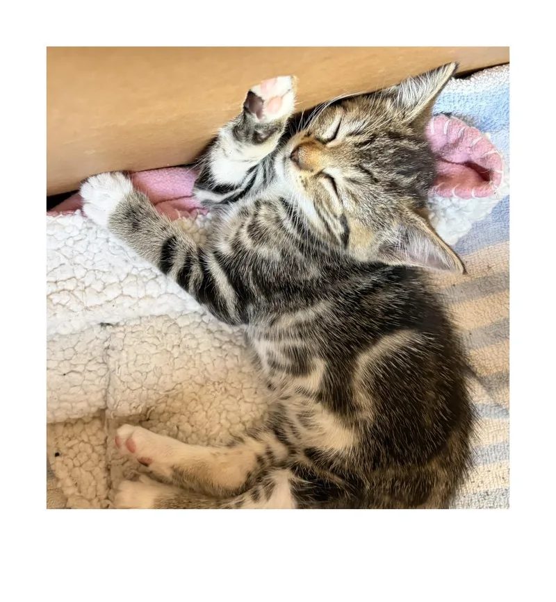 Dumpling thumbnail 2